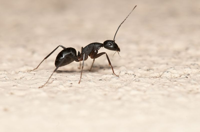 Black Ant Extermination
