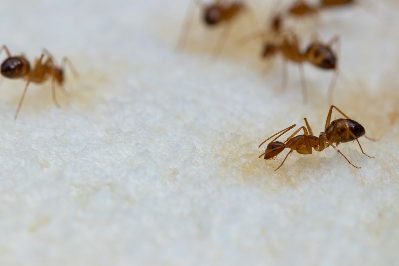 Ant Control Service detail