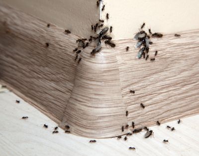 Ants Extermination Service detail