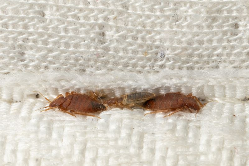 Bed Bug Extermination detail