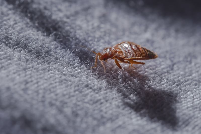 Bed Bug Treatment Service detail