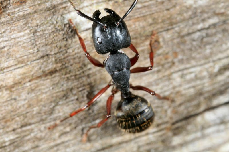Carpenter Ant Extermination detail