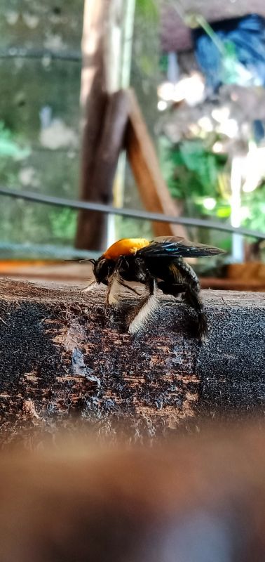 Carpenter Bee Removal Service detail