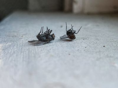 Fly Extermination detail