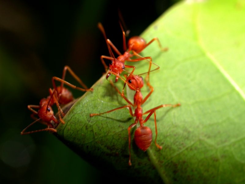 Red Ant Extermination detail
