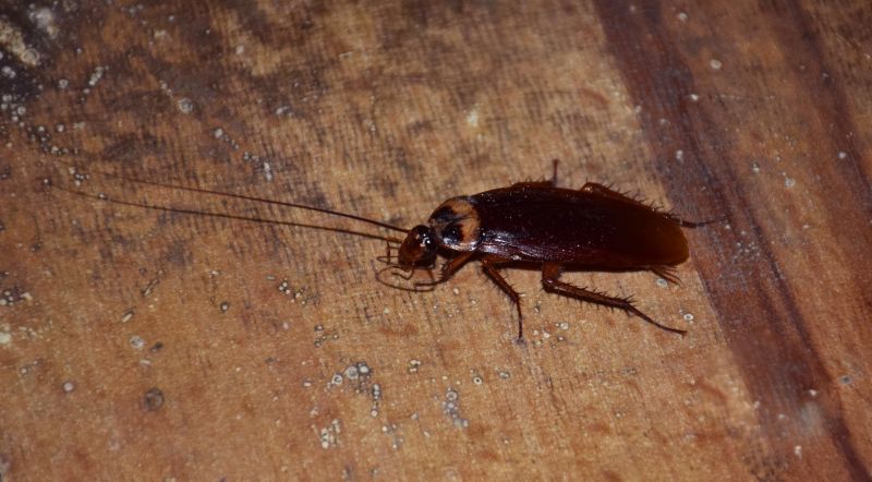 Roach Removal detail