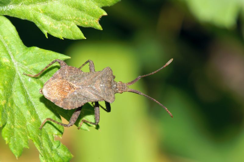 Stinkbug Extermination Service detail