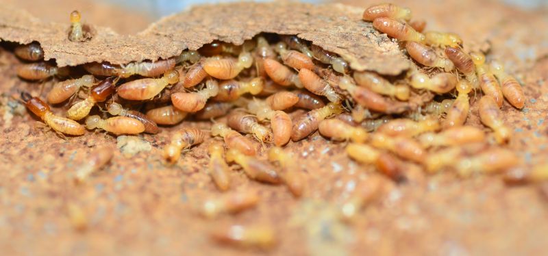 Termite Inspection Service detail