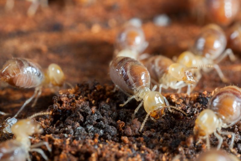 Termites Extermination detail