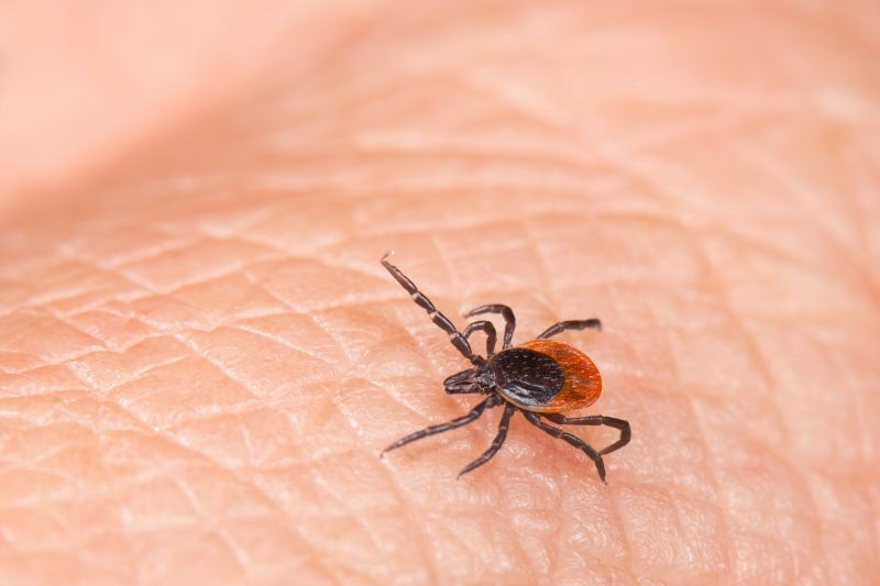 Tick Control Service detail