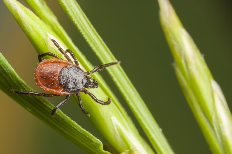Tick Control Service detail