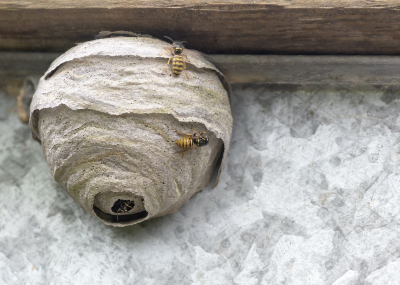 Wasp Extermination Service detail