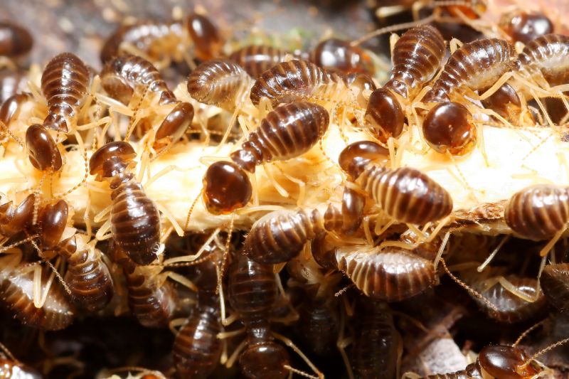 Winged Termite Extermination detail