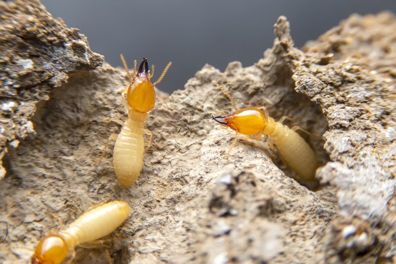 Winged Termite Extermination detail