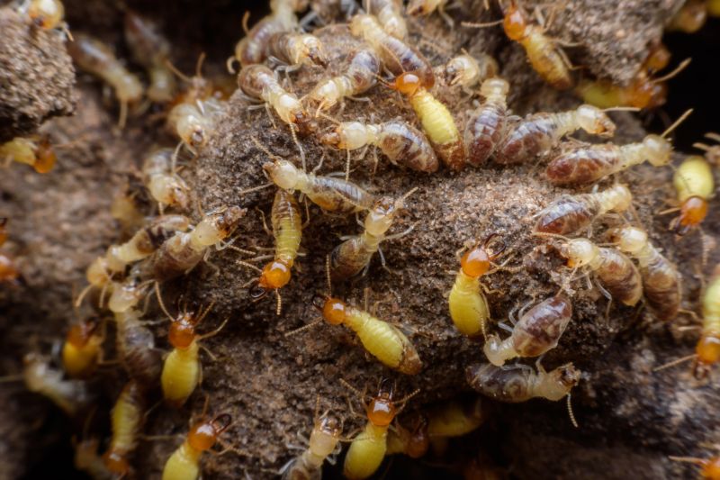 Termites Extermination
